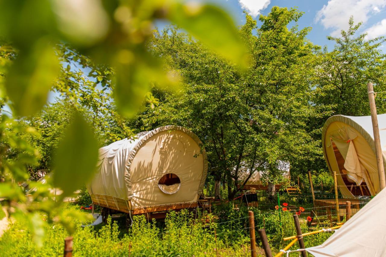 Dragonfly Gardens - The Wagons Hotell Braşov Exteriör bild